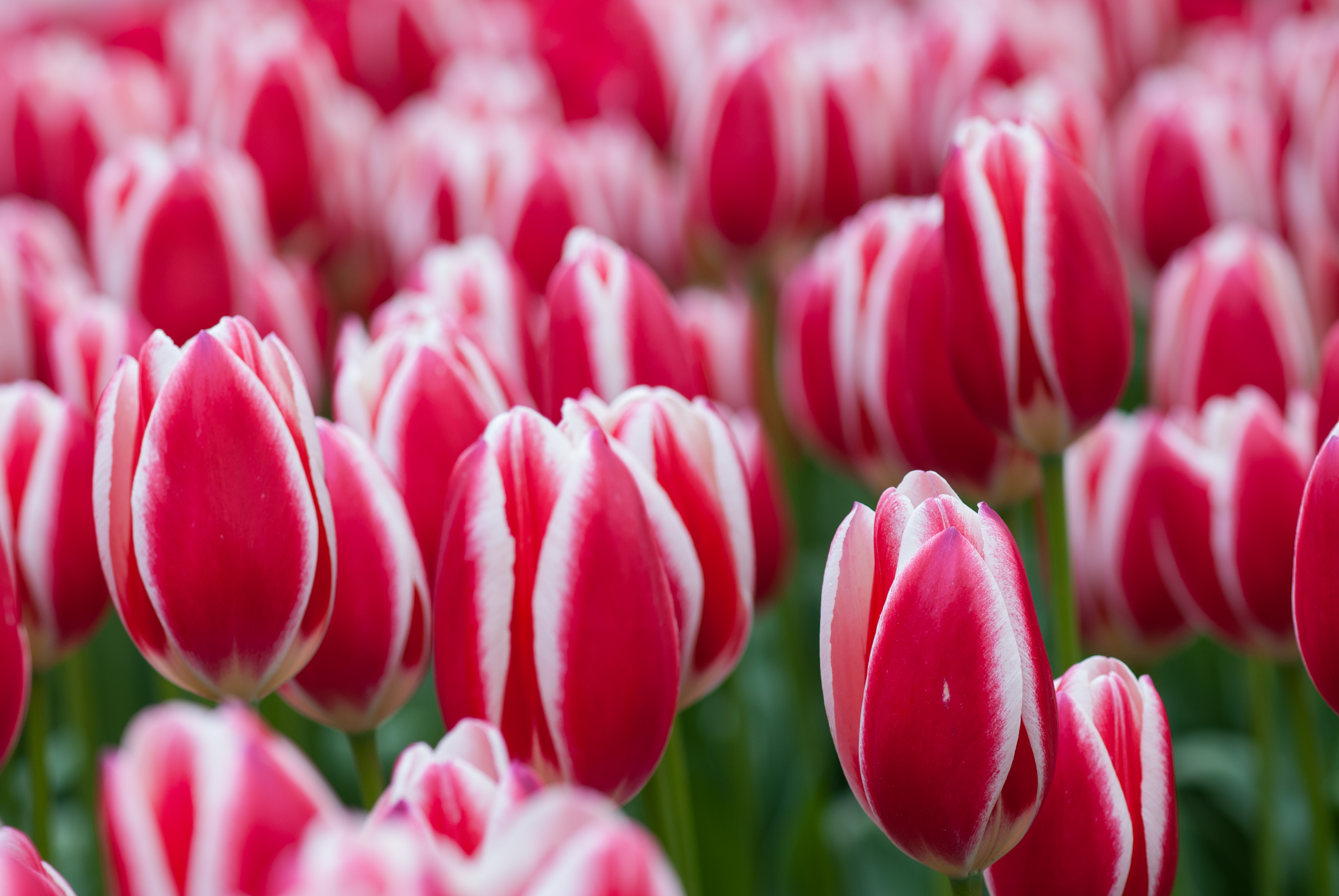 Legion 100 tulip_mid size